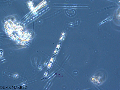 phyto/Scattered_Islands/all/COMMA April 2011/Hemiaulus sinensis (ancien H.sp4 -1)(copy)_thumb.jpg